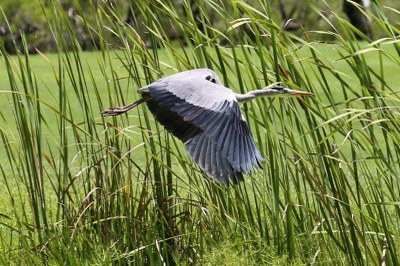 Graureiher (Ardea cinerea cinerea)