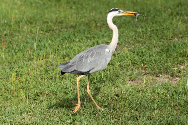 Graureiher fängt einen Frosch (Ardea cinerea cinerea)