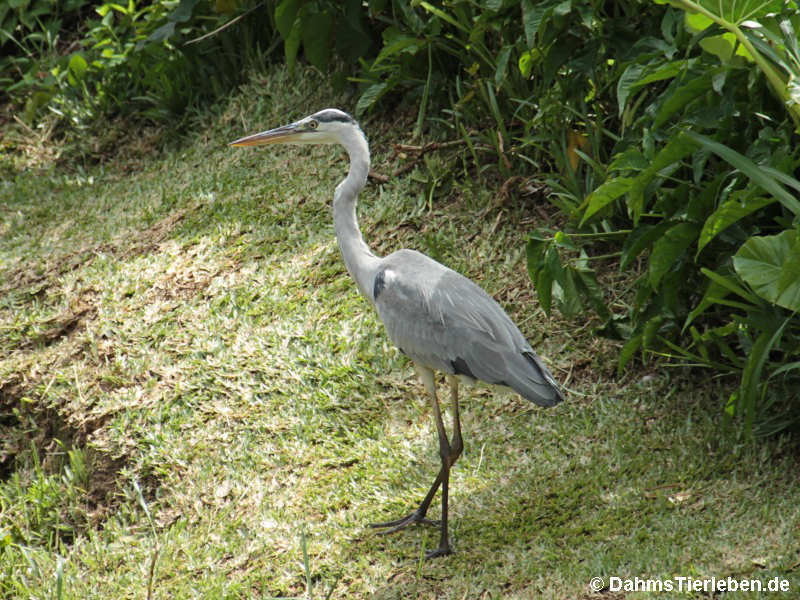 Ardea cinerea cinerea