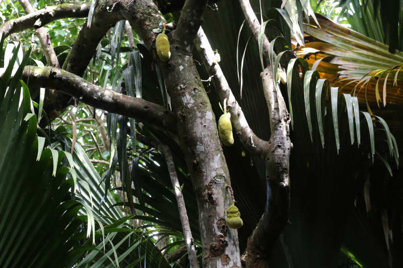 Jackfruchtbaum (Artocarpus heterophyllus)