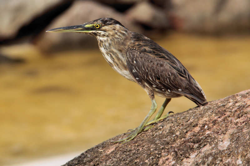 Mangrovereiher (Butorides striata degens)