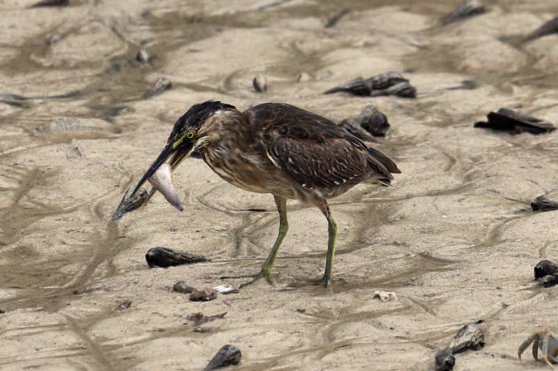 Butorides atricapilla degens-3