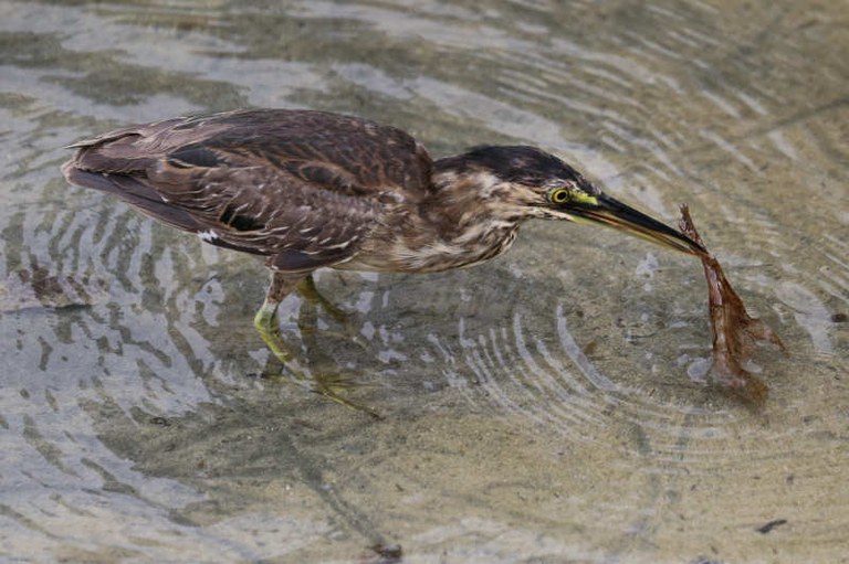 Butorides atricapilla degens