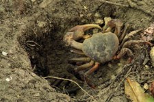 Landkrabbe (Cardisoma carnifex) auf Praslin, Seychellen