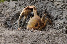 Landkrabbe (Cardisoma carnifex) auf Praslin, Seychellen