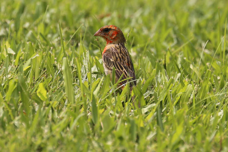 Madagaskarweber (Foudia madagascariensis)