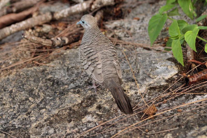 Sperbertäubchen Geopelia striata-5