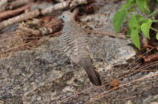 Sperbertäubchen (Geopelia striata) auf Praslin, Seychellen