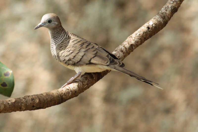 Sperbertäubchen (Geopelia striata)