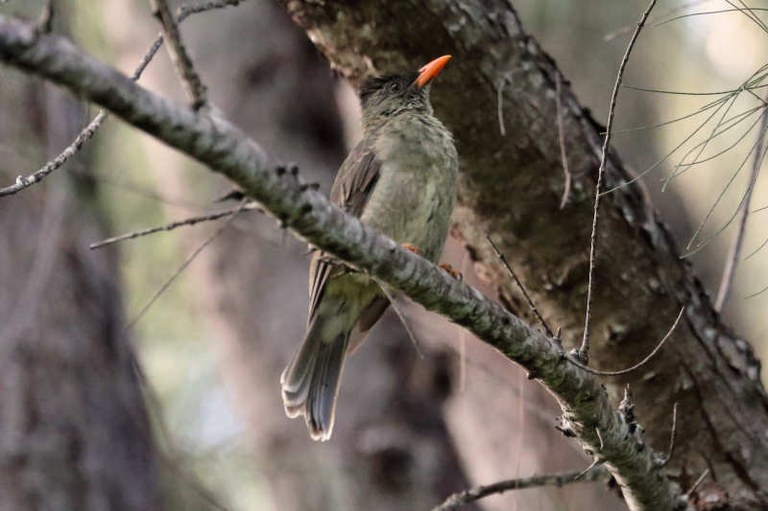 Hypsipetes crassirostris