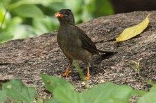 Seychellen-Rotschnabelbülbül (Hypsipetes crassirostris) auf Praslin, Seychellen