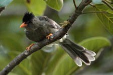 Seychellen-Rotschnabelbülbül (Hypsipetes crassirostris) auf Praslin, Seychellen