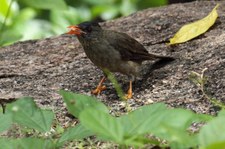 Seychellen-Rotschnabelbülbül (Hypsipetes crassirostris) auf Praslin, Seychellen