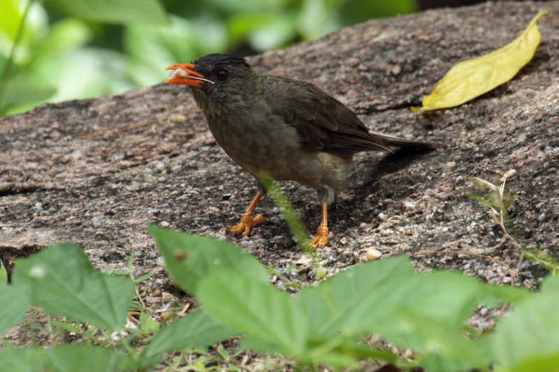 Hypsipetes crassirostris