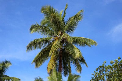 Kokospalme auf Praslin