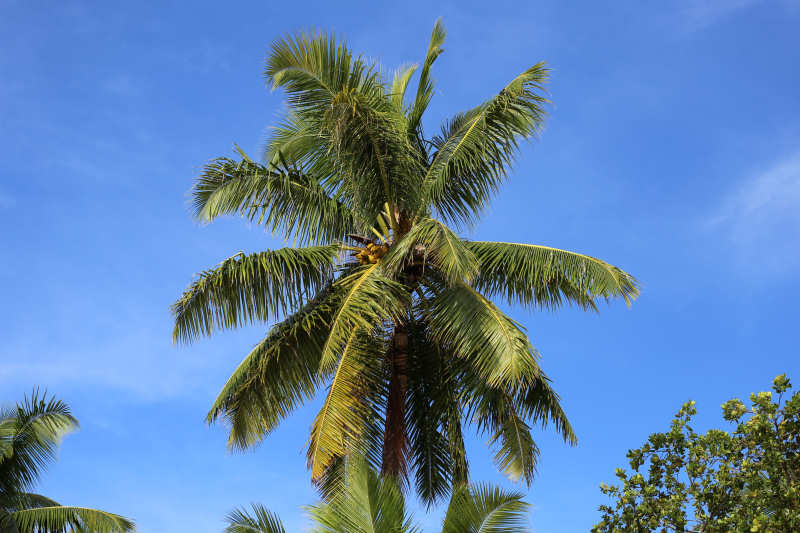 Kokospalme auf Praslin