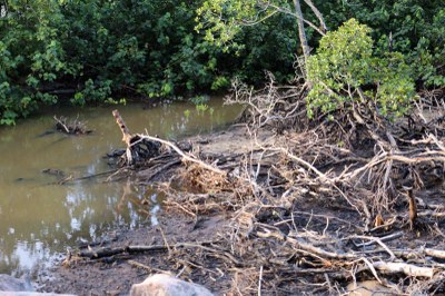 Lebensraum Mangrove