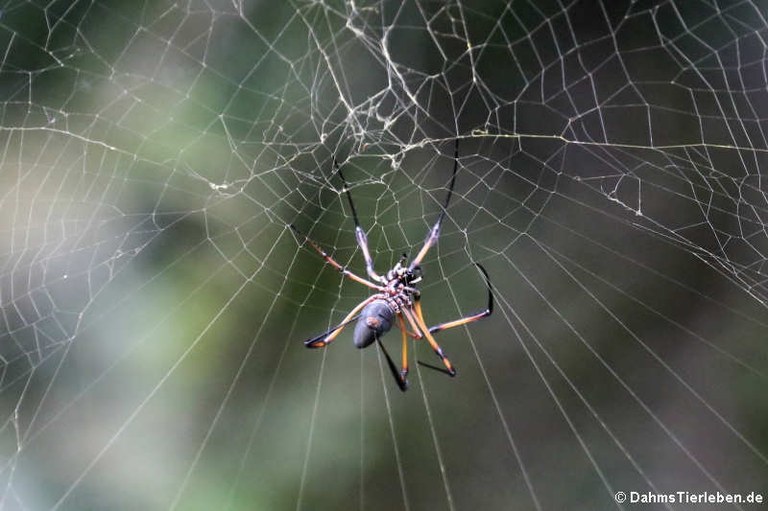 Nephila inaurata madagascariensis