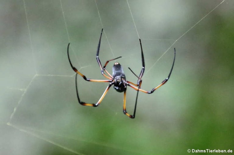 Nephila inaurata madagascariensis