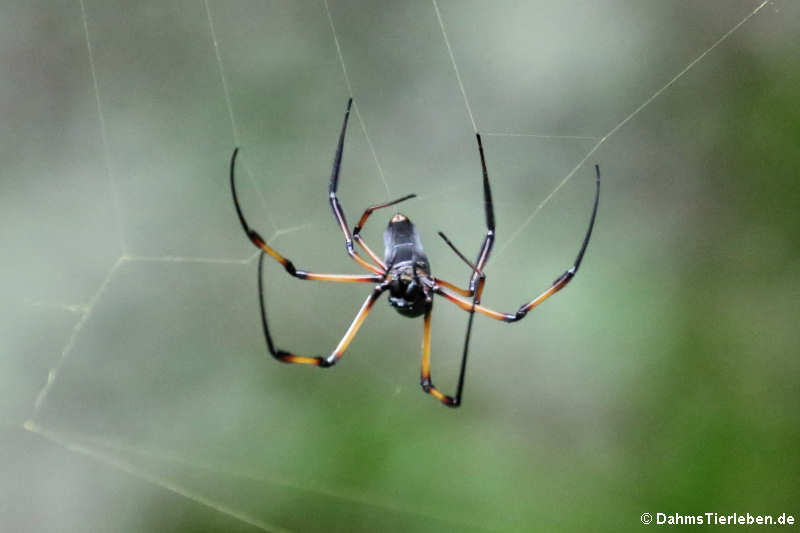 Seidenspinne (Nephila inaurata madagascariensis)