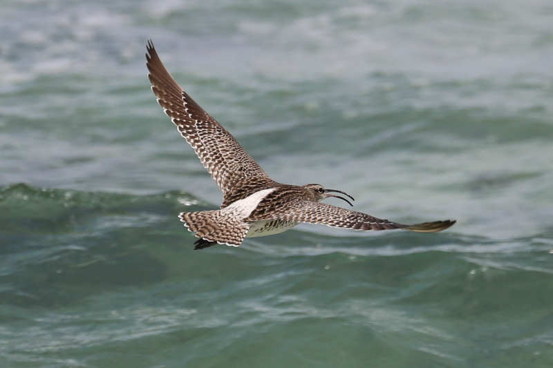 Regenbrachvogel (Numenius phaeopus)