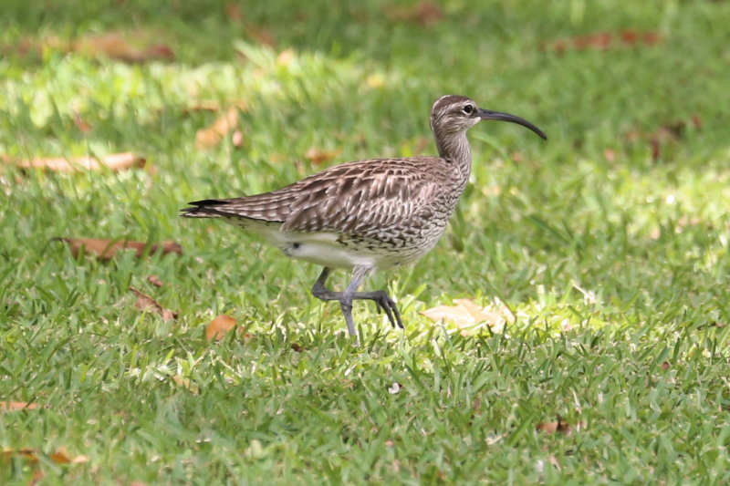 Regenbrachvogel (Numenius phaeopus)