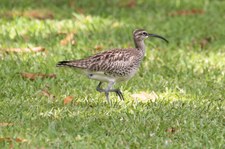 Regenbrachvogel (Numenius phaeopus) Praslin, Seychellen