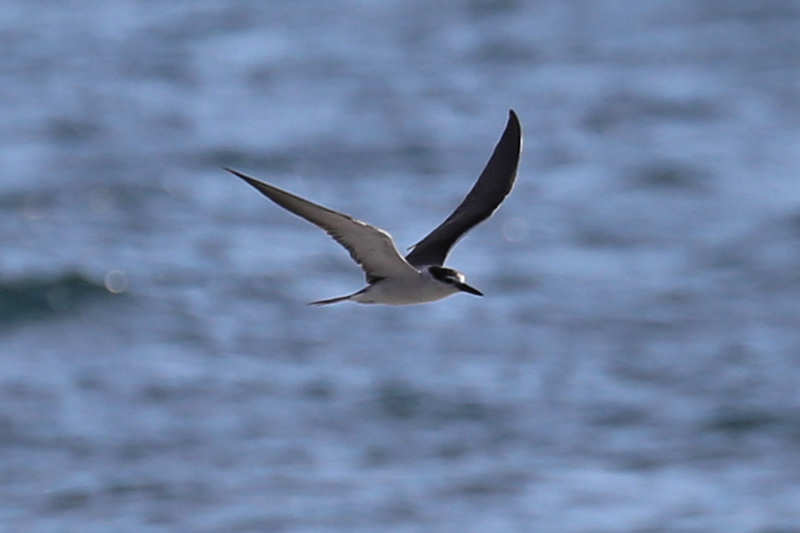 Zügelseeschwalbe (Onychoprion anaethetus antarcticus)