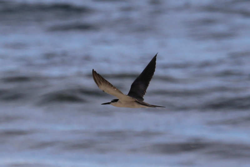 Onychoprion anaethetus antarcticus-1