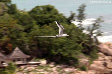 Weißschwanz-Tropikvogel (Phaethon lepturus lepturus) auf Praslin, Seychellen