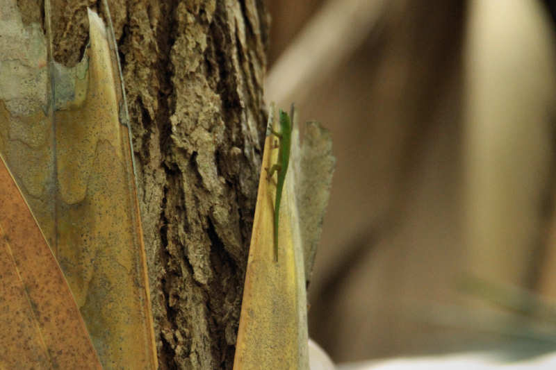 Phelsuma astriata astriata