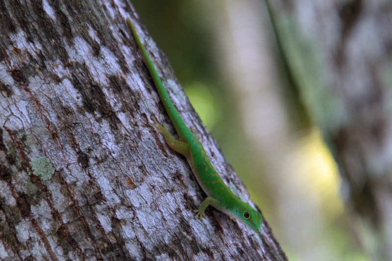 Phelsuma astriata astriata