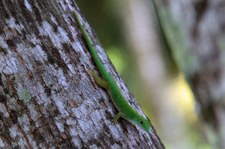 Kleiner Seychellen-Taggecko (Phelsuma astriata astriata) auf Praslin, Seychellen