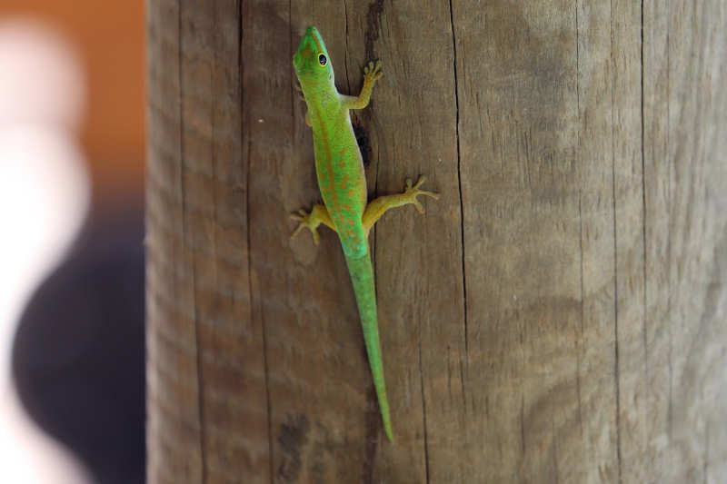 Phelsuma astriata astriata