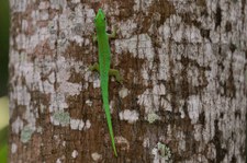 Kleiner Seychellen-Taggecko (Phelsuma astriata astriata) auf Praslin, Seychellen