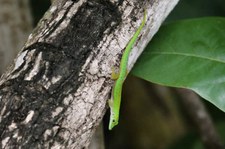 Kleiner Seychellen-Taggecko (Phelsuma astriata astriata) auf Praslin, Seychellen