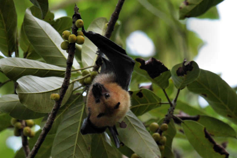 Seychellen-Flughund (Pteropus seychellensis)