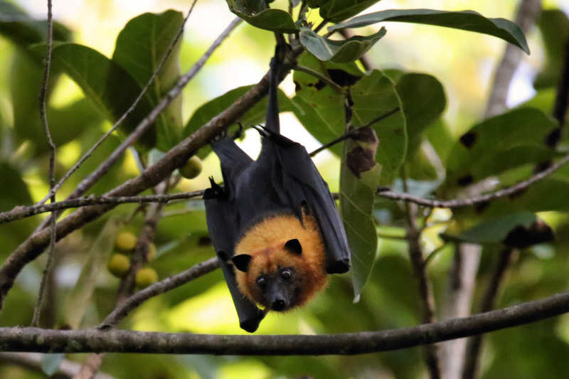 Flughund (Pteropus seychellensis) aus Praslin, Seychellen