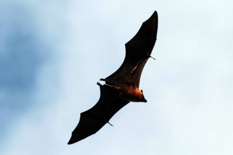 Pteropus seychellensis-3