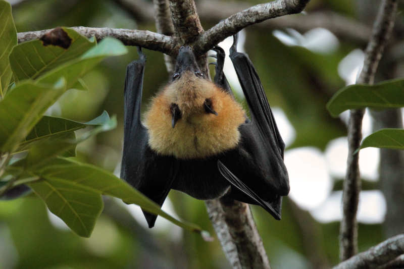 Pteropus seychellensis-4