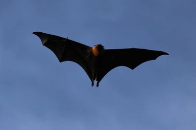 Seychellen-Flughund (Pteropus seychellensis)
