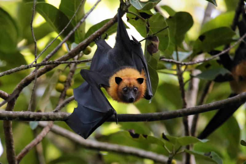 Seychellen-Flughund (Pteropus seychellensis)