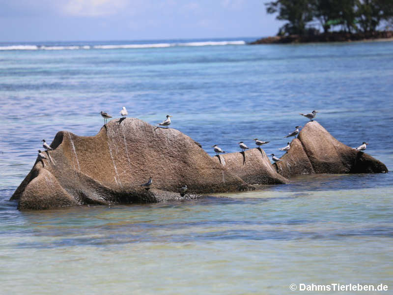 Thalasseus bengalensis