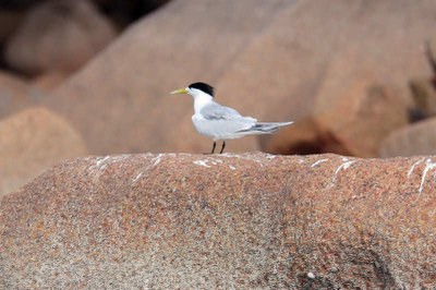 Eilseeschwalbe (Thalasseus bergii thalassinus)
