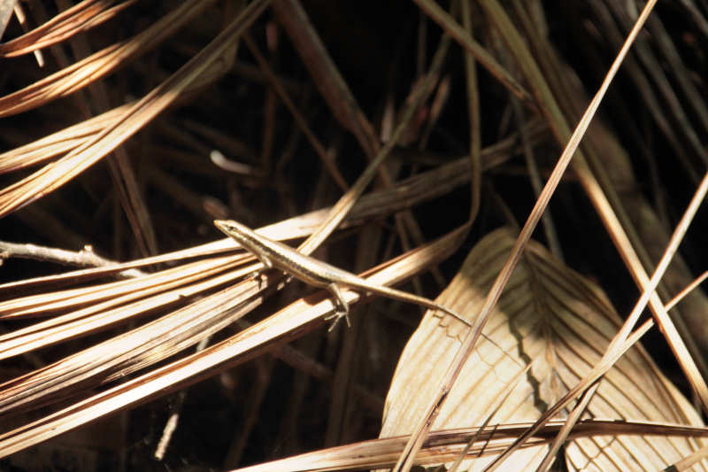 Trachylepis sechellensis