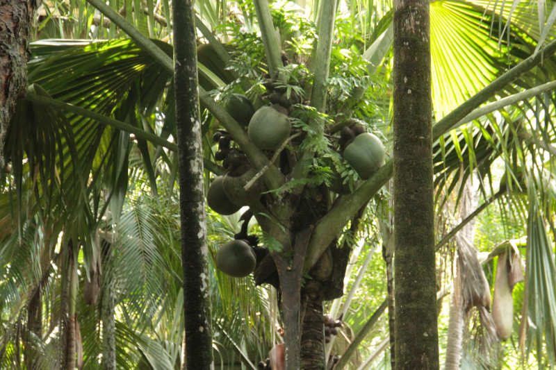 Seychellenpalmen (Lodoicea maldivica) Seychellenpalme (Lodoicea maldivica)