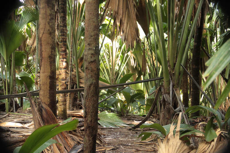 Vallee de Mai Vallée de Mai-2