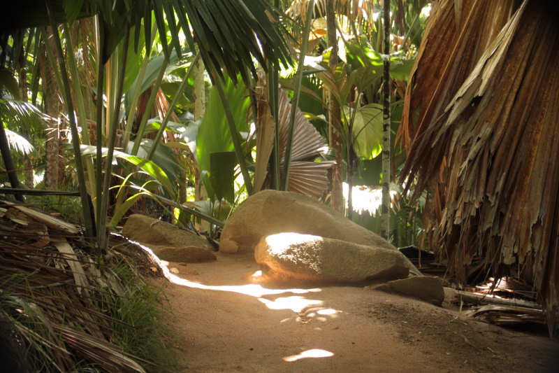 Vallee de Mai Vallée de Mai