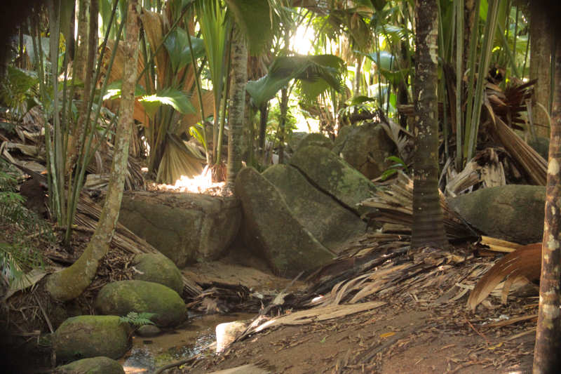 VallA(c)e de Mai Vallée de Mai-3