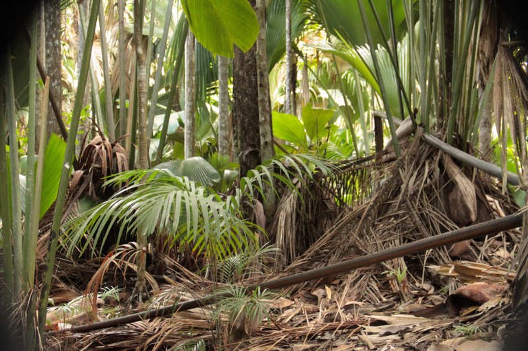 Vallee de Mai